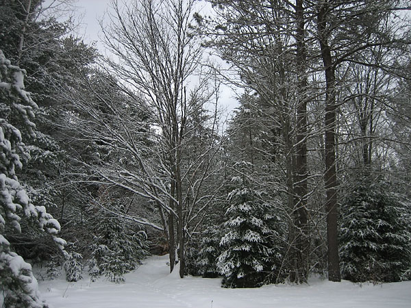An unbroken trail in winter