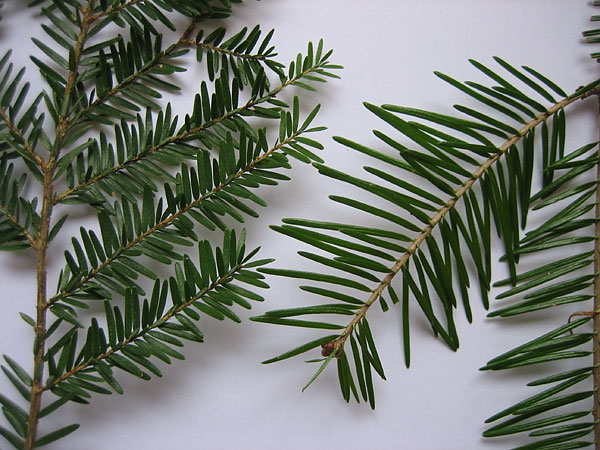 Abies balsamea Balsam Fir  Tsuga canadensis Eastern Hemlock