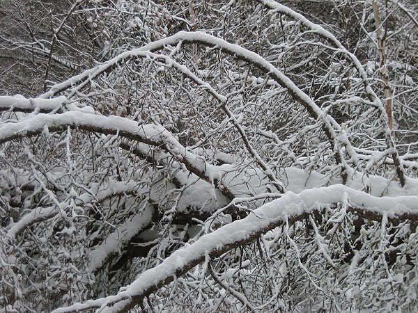 downed jack pine in snow