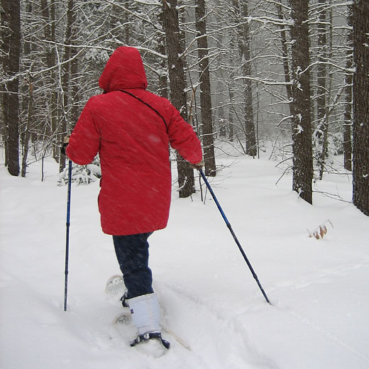 snowshoer amongst jack pines