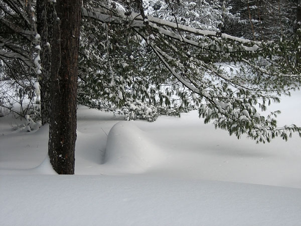 The Canoe in White Water