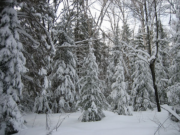 balsam trees laden with snow
