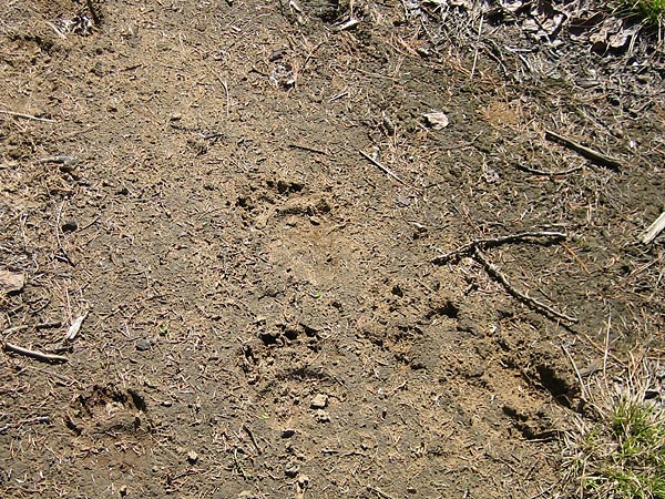 Bear Tracks in the Petawawa Research Forest
