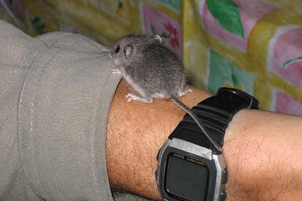mouse