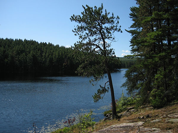 along the Berm Lake Trail in Algonquin Park