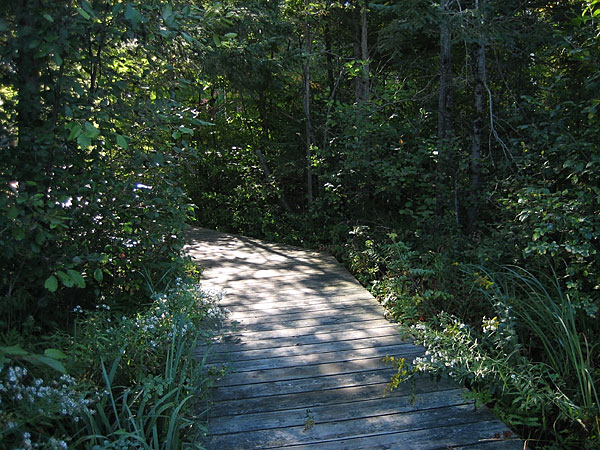 Boardwalk along the Chalk River in the Petawawa Research Forest
