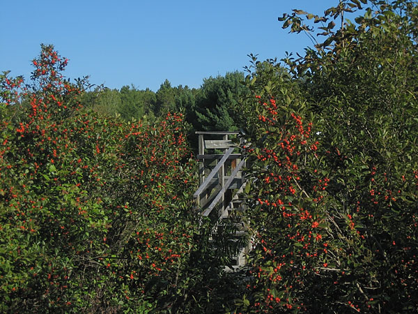 Ilex verticillata Black Holly Holly Winterberry