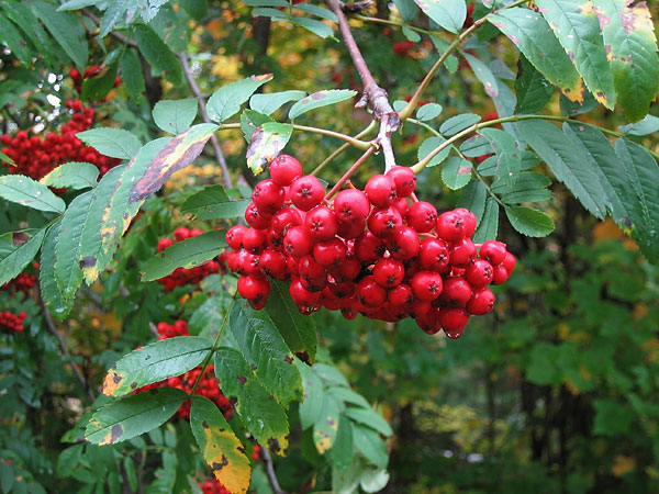 Mountain Ash Petawawa Research Forest