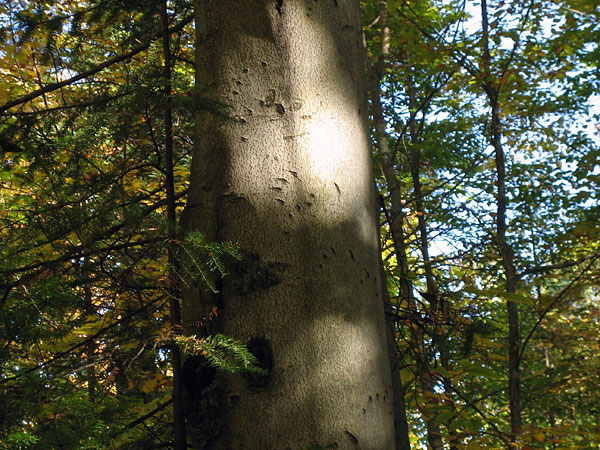 Bear Claw Marks on a beech tree in the Petawawa Research Forest