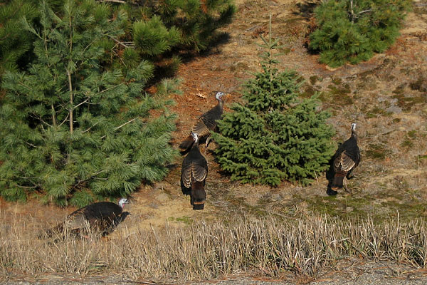 Wild Turkeys