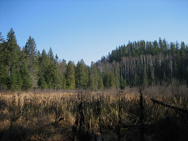 Track and Tower Trail in Algonquin Park