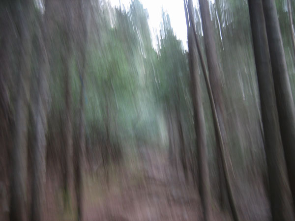 along the Track and Tower Trail in Algonquin Park