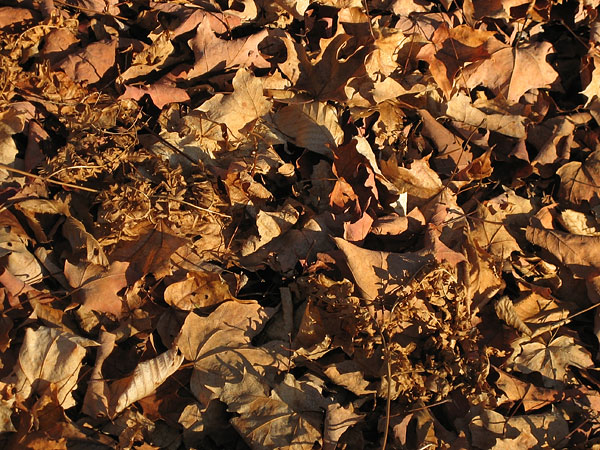 dead leaves along the Track and Tower Trail in Algonquin Park