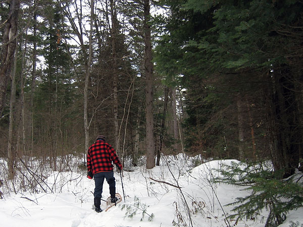 Snowshoeing in the Petawawa Research Forest