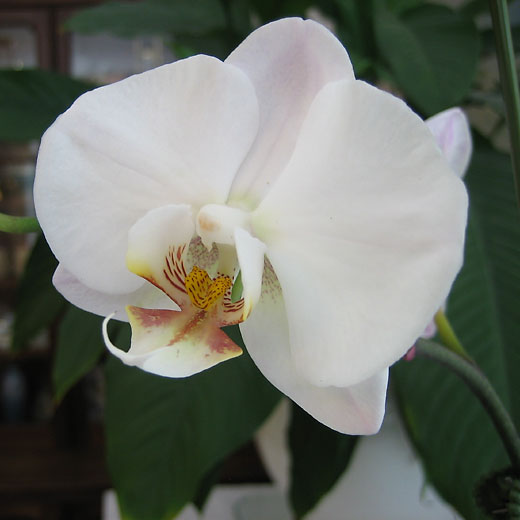Phalaenopsis