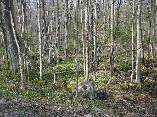 early spring in the Petawawa Research Forest