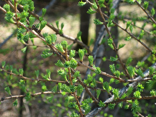 Tamarack  larch needles in spring