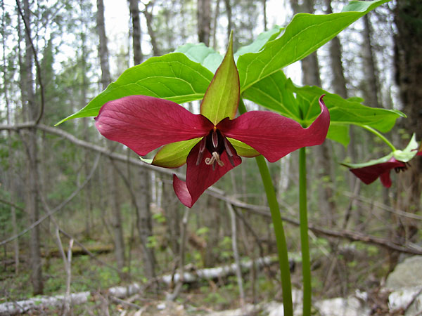 Trillium erectum Illscent Trillium Red Trillium Wakerobin