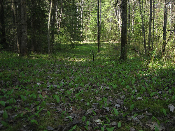 Maianthemum canadense Canada Mayflower Wildlilyofthevalley