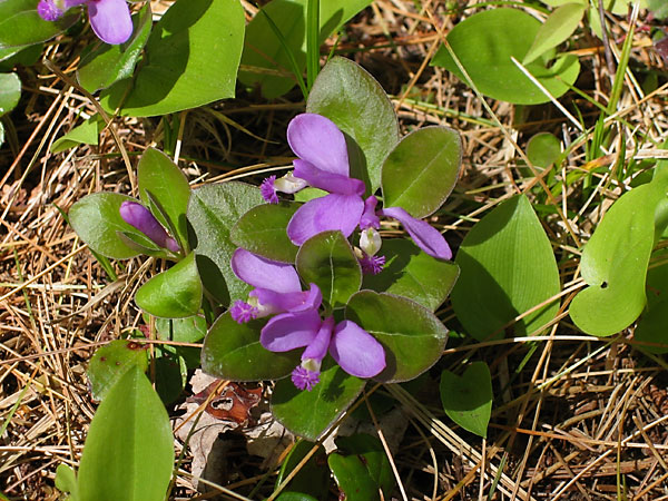  Polygala paucifolia Fringed Polygala Gaywing Milkwort