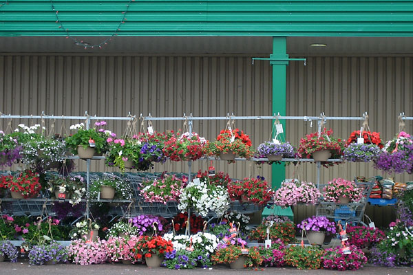 Flowers for sale at Valumart in Deep River