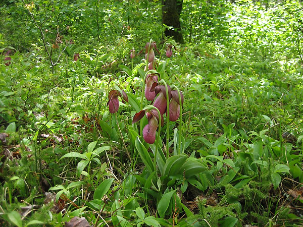 Cypripedium acaule Pink Ladysslipper