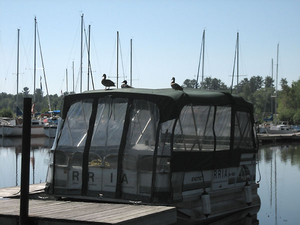 Duck on boat at Deep River Pier