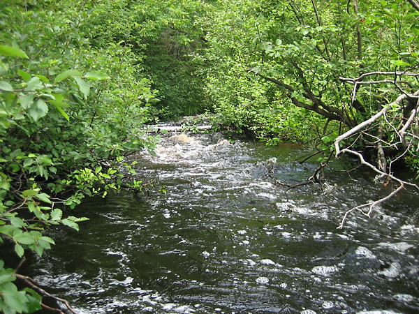 One channel of the North River as it flows into Allan Lake in Algonquin Park