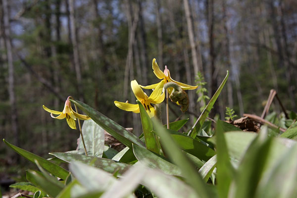 Erythronium americanum Yellow Troutlily