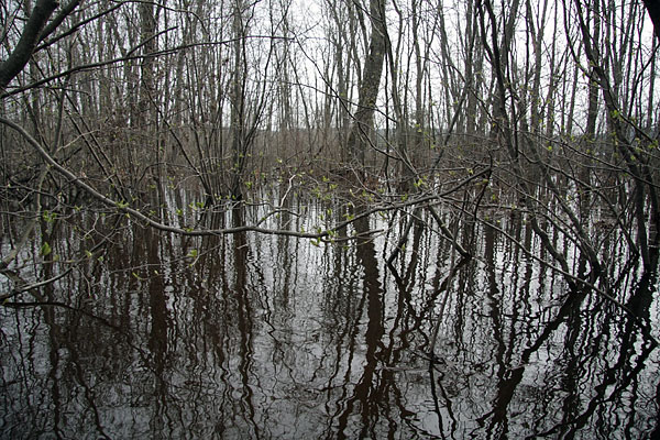 alder swamp at mouth of McConnell Creek on Ottawa River