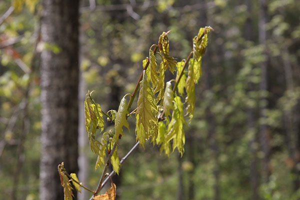 Oak leaves just emerging