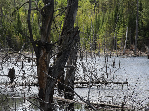 Drowned trees in the Petawawa Research Forest
