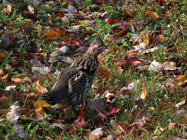 Ruffed Grouse