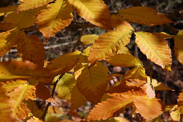 Beech leaves Deep River Four Seasons Forest Sanctuary