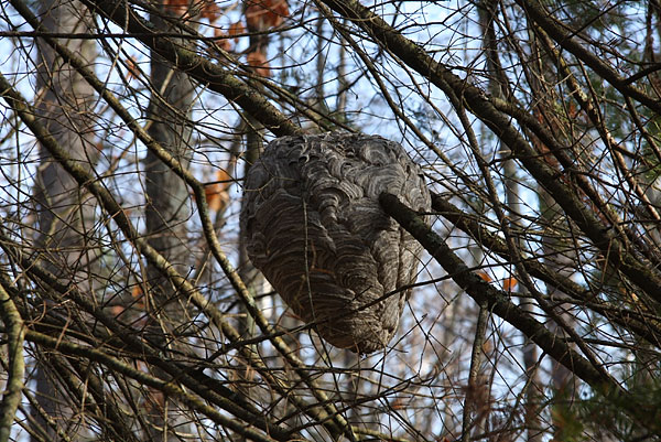 Wasp Nest in the Deep River Four Seasons Forest Sanctuary