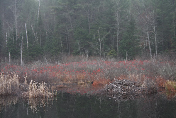 Beaver Lodge along the Chalk River