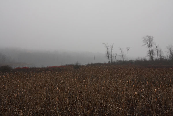 Cattails in the Mist at Corry Lake