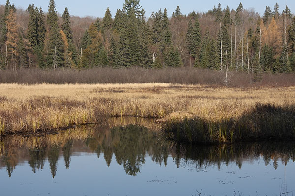 beaver pond along the Track and Tower Trail in Algonquin Park