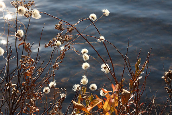 Cache Lake along the Track and Tower Trail in Algonquin Park