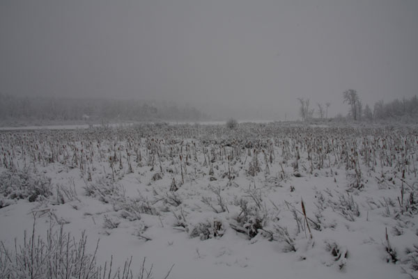 The bridge at Corry Lake in the Petawawa Research Forest