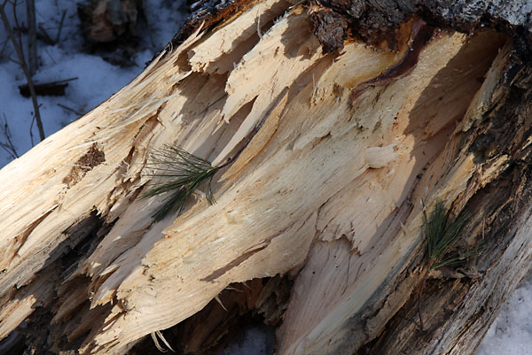 broken white pine