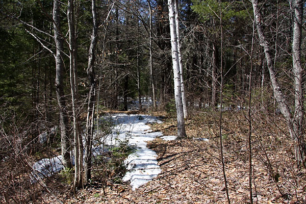 Bush Interior Early Spring
