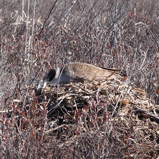 nesting Canada goose