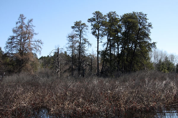 Jack pines along the Chalk River in the Petawawa Research Forest