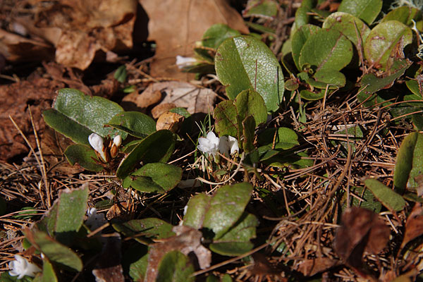 Epigaea repens Trailing Arbutus