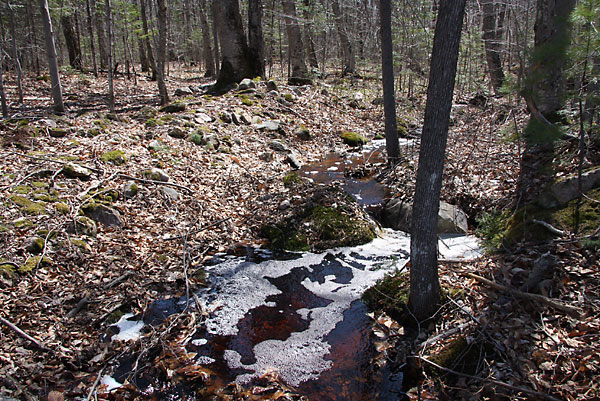 Seasonal stream in the Petawawa Research Forest