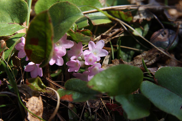 Epigaea repens Trailing Arbutus