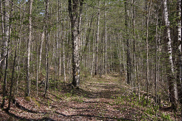School House Road in the Petawawa Research Forest