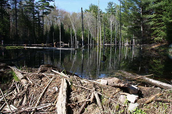 Beaver Dam and Pond in the Petawawa Research Forest