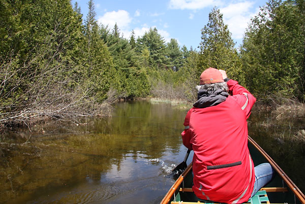 Gilmour Creek in the Brent Crater in Algonquin Park